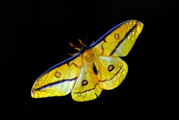 image of golden butterfly
